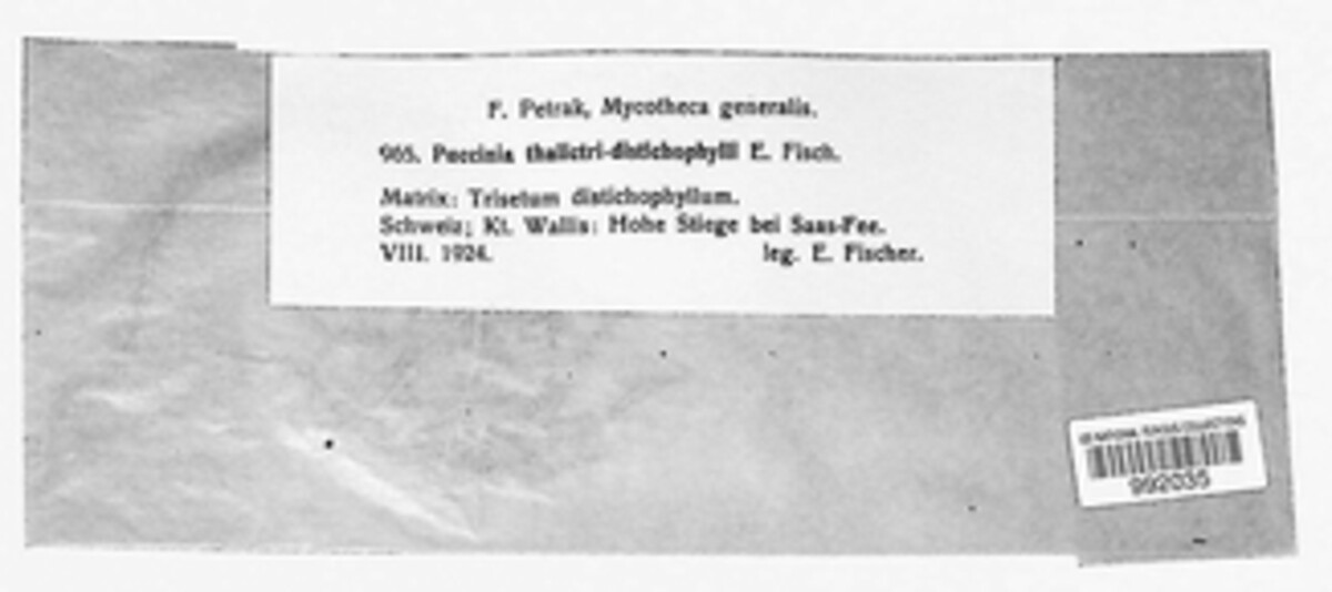 Puccinia thalictri-distichophylli image